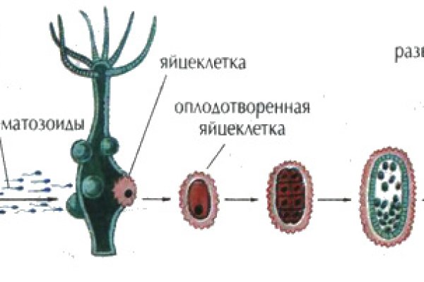 Kraken ссылка официальная