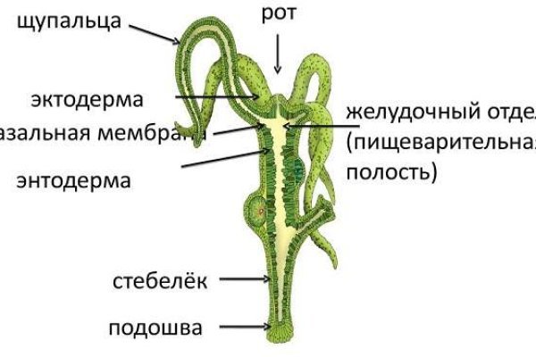 Kraken zerkalo официальный сайт